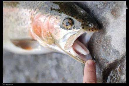 被缩头鱼虱缠住,是鱼的噩梦 它吃掉鱼的舌头,再成为 舌头