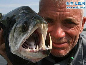 世界上最奇葩的鱼类,人齿鱼专攻男人睾丸 
