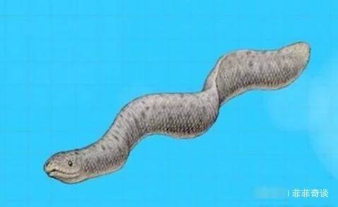 史前巨型海蛇,体长10米拥有剧毒,能捕食鲨鱼