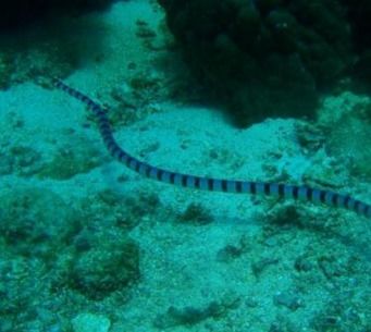 古杯蛇体长可达10米,捕食鲨鱼的巨型海蛇