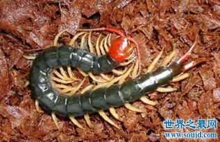 世界上最大的蜈蚣排行,中国红巨龙蜈蚣只排第二 