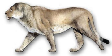 美科学家发现史上最大狮子,比野牛还大,一头相当于如今十头