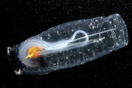 人类能隐形 奇特的透明生物 