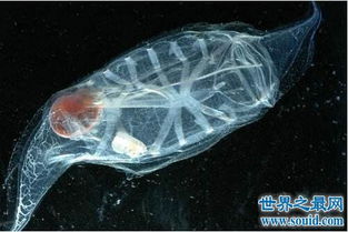 透明海洋生物樽海鞘会毁灭地球,还好吃起来口感不错 