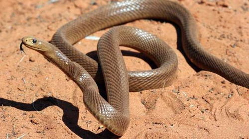 世界十大毒蛇之一的细鳞太攀蛇,毒性能杀死20多万只老鼠