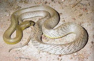揭秘全球最致命的十几种毒蛇