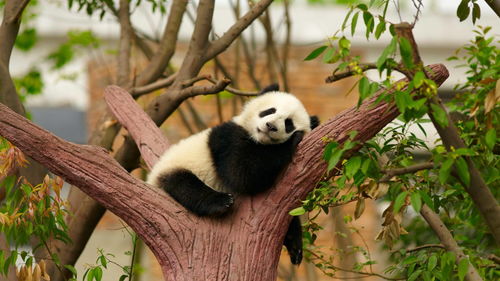 熊猫和大熊猫有什么区别? 熊猫和大熊猫是一个物种吗