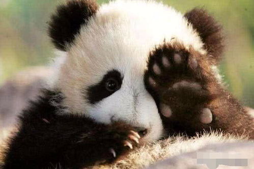 很多生物都是5根手指,为什么大熊猫会有6根手指