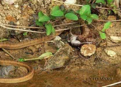 凶猛的太爬蛇地上毒性最强的蛇 一滴毒液杀死了20万只老鼠