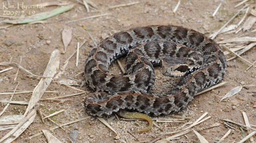 冬眠的蛇没有攻击性,经常被其它动物吃掉,可为什么还会咬人