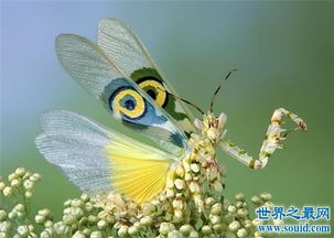 魔花螳螂外观艳丽,体型修长拥有美丽的翅膀 