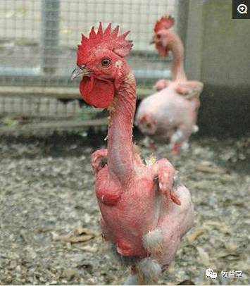 无毛鸡是怎么培育出来的 为什么在中国不生存 