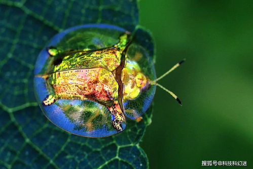 一只金龟甲虫多少钱 自然界透明生物 野生金龟多少一只