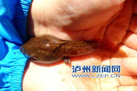 胡蟾属于中国三种保护动物