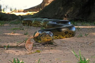 水蚺,是类似水蟒的蛇类,是现存蛇类中体型最大的蛇类长达10米