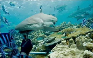 白鳍鲨和黑鳍鲨之间最大的区别 白鳍鲨和黑鳍鲨谁厉害