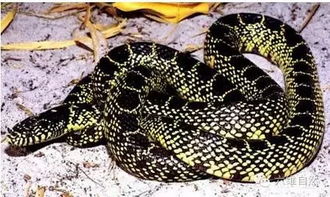 变色蛇是少数能变色的有毒蛇之一