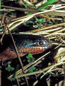 变色蛇,是近年来发现的新蛇种它是有毒的水蛇主要生活在婆罗洲
