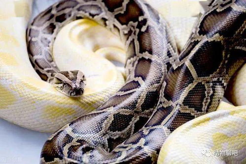 现今世界上最长的蛇 网纹蟒,能够吞掉活人的大蛇有多恐怖