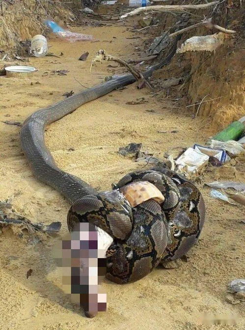 现今世界上最长的蛇 网纹蟒,能够吞掉活人的大蛇有多恐怖