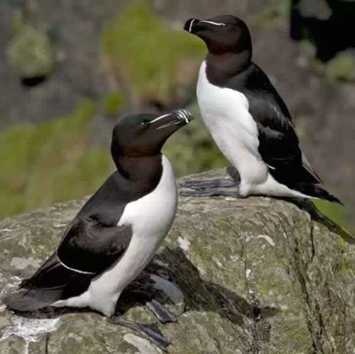 为什么大海雀和企鹅这么像? 大海雀为什么灭绝了
