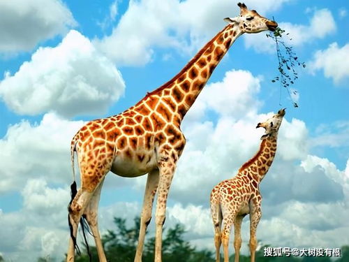 世界上最高的动物长颈鹿 世界上最小的鸟