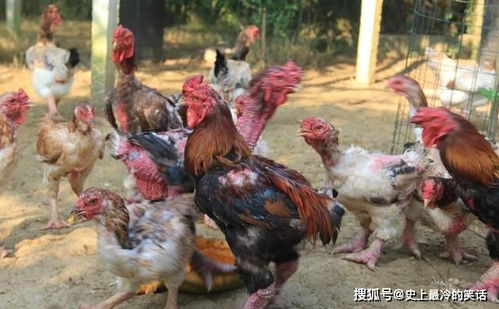 越南 天价鸡 ,鸡爪堪比胳膊,一只能卖上万元,东涛鸡你见过吗
