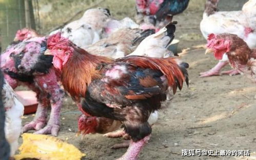 越南 天价鸡 ,鸡爪堪比胳膊,一只能卖上万元,东涛鸡你见过吗