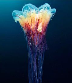 超惊艳 你从未见过的深海水母 