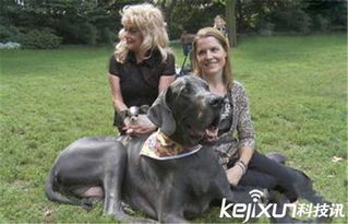 世界上最大的狗大乔治 堪称动物界的巨无霸 