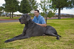 世界上体积最大的狗,如果带它上街,会是怎样的一个情景