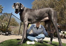 全球最高大狗去世 站立高度达2.2米比肩姚明 