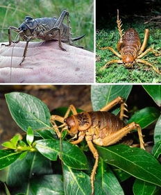 史前蜈蚣比人高 全球10大巨型昆虫盘点 