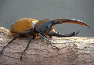 长戟大兜虫是世界上最大的昆虫,是甲虫收藏中的珍品