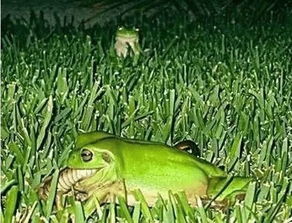 世界上最凶猛的青蛙,有蛙界 平头哥 称号,连毒蛇也在它的菜单之列