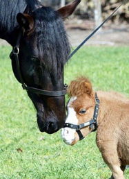 世界上最小的马叫法拉贝拉,只有50厘米高,类似于一只中型狗 世界上最小的马种
