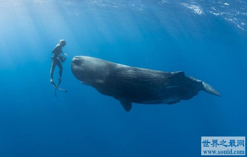 梅尔维尔鲸vs巨齿鲨谁更厉害? 梅尔维尔鲸vs巨齿鲨