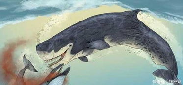 地球史上最凶猛的鲸鱼,梅尔维尔鲸 