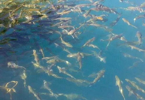 世界上鱼类存储量最多的湖泊之一,接近10亿公斤,就在我国