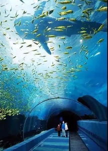 全球最不可思议的15种水族缸 