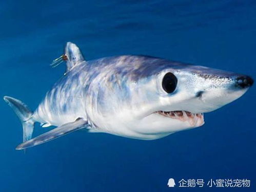 世界上十大最可怕的鲨鱼是什么? 世界上十大最可怕的虫子