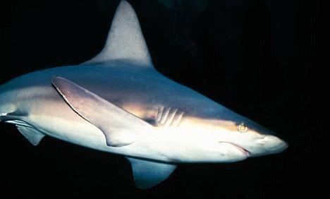 盘点世界十大最可怕的鲨鱼,你都认识吗