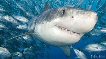 你觉得鲨鱼可怕 因为还不知道有关它的20条冷知识
