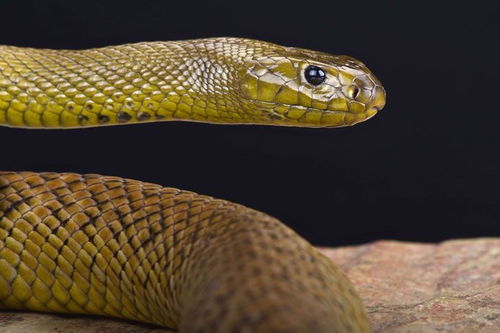 世界上最毒的毒蛇是谁 不是眼镜王蛇,也不是黑曼巴蛇