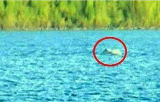 最著名的是喀纳斯湖怪物巨大的哲罗鲑鱼,谣言可以拖一匹马到水里 喀纳斯著名的景点