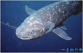 世界上最古老的鱼,腔棘鱼在地球上活了4亿年