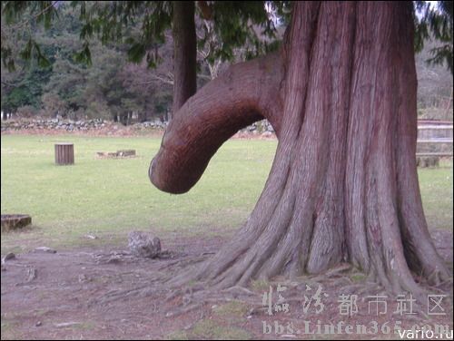 中国十大自然景观 信宜女阴树同样在广州 中国十大自然景观特点