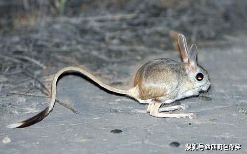 中国濒临灭绝的十种动物 中国濒临灭绝的十大姓氏