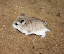 新疆柯坪县发现世界濒危灭绝动物长耳跳鼠,看看还有什么跳鼠 