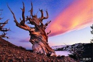 世界上最古老的十棵树是哪十棵?存活这么久的秘诀是什么? 世界上最古老的十大原始森林